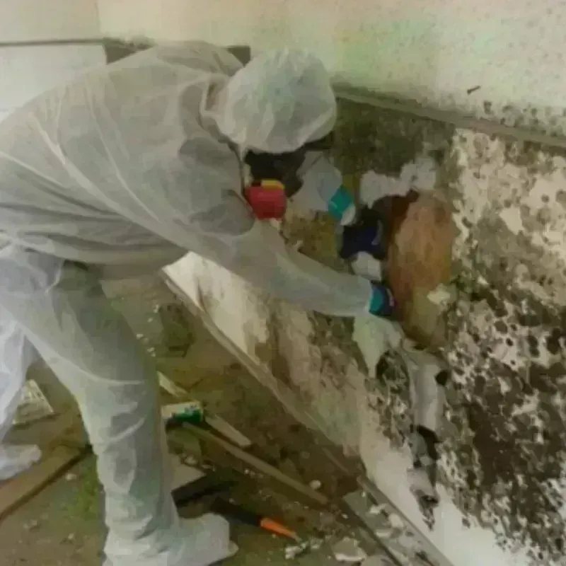 Mold Remediation and Removal in Lake Saint Croix Beach, MN